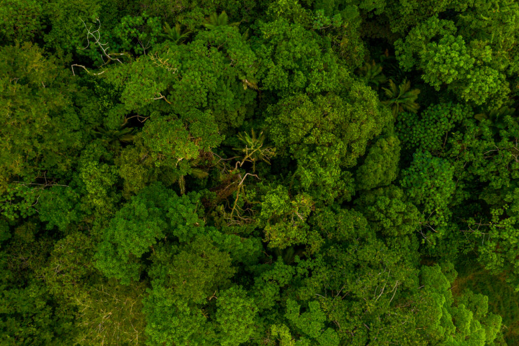 https://www.freepik.com/free-photo/aerial-view-vibrant-green-trees-forest_17545685.htm#query=mata%20atlantica&position=13&from_view=search&track=ais