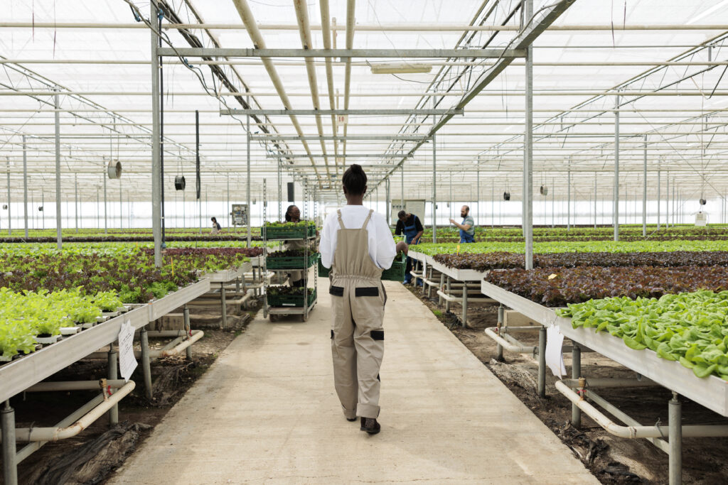 https://www.freepik.com/free-photo/african-american-woman-holding-crate-with-lettuce-walking-away-busy-organic-farm-preparing-daily-production-delivery-greenhouse-worker-hydroponic-enviroment-moving-harvested-crop_30077689.htm#query=agtechs&position=31&from_view=search&track=ais